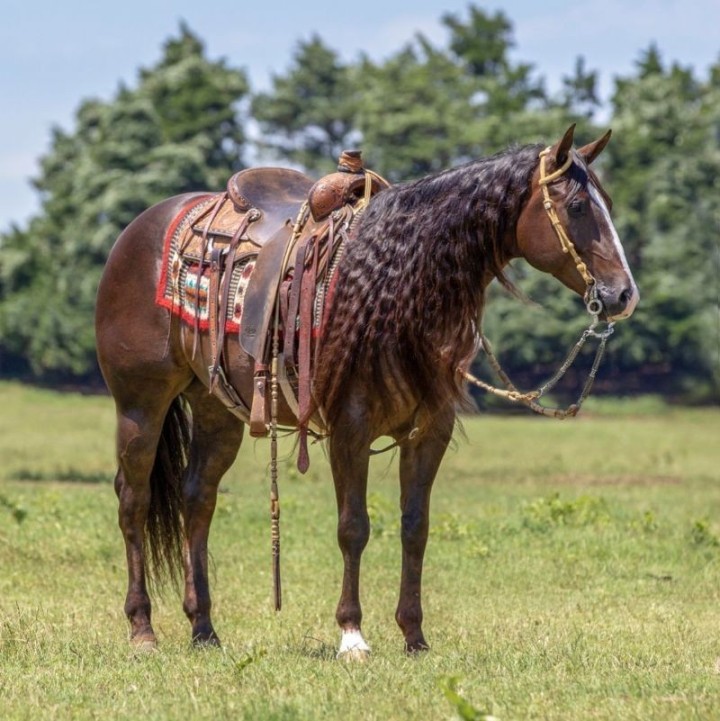 Nacho, a 7-year-old Chestnut American Quarter Horse gelding for sale