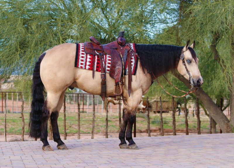 Justin, a 8-year-old Buckskin American Quarter Horse gelding for sale