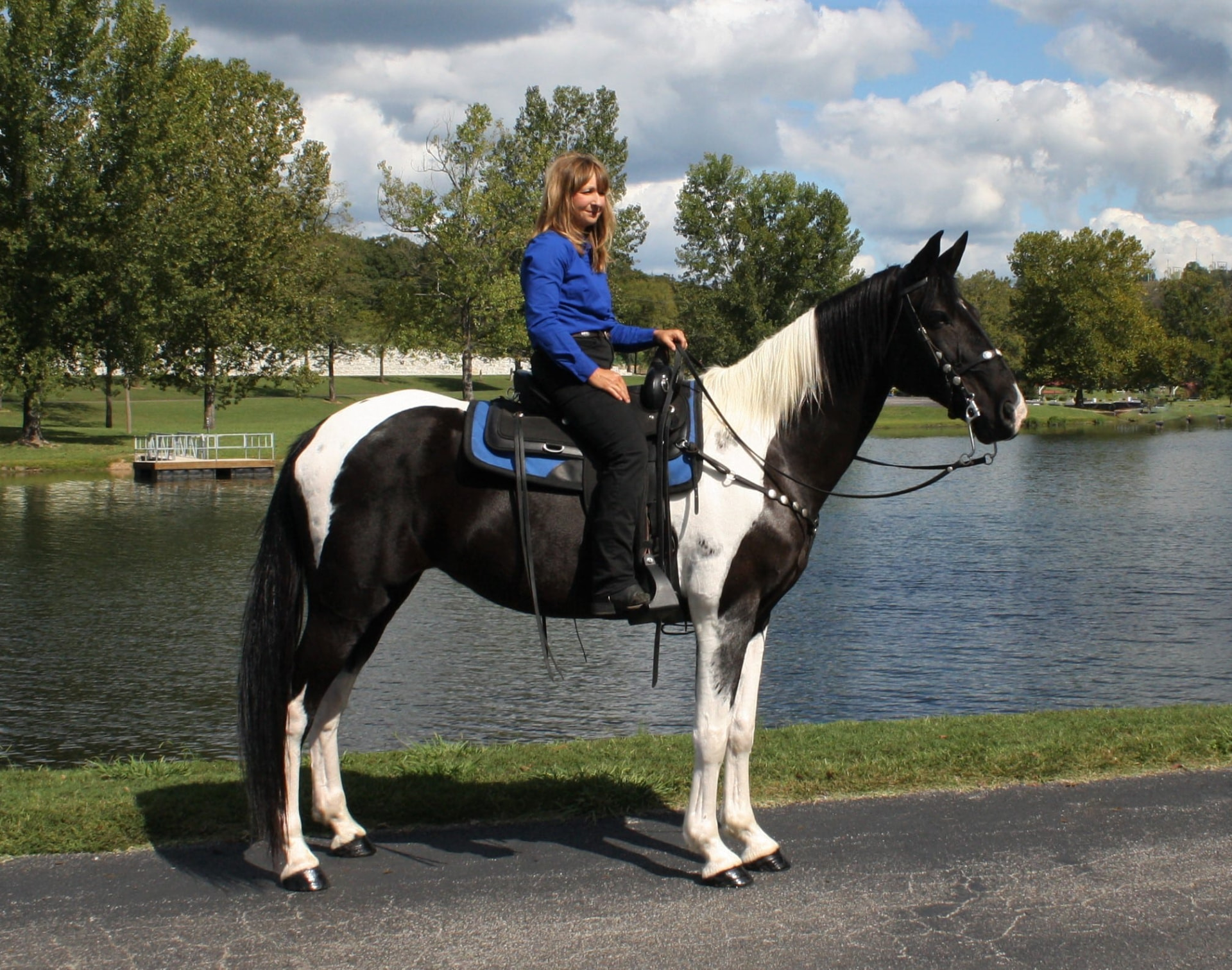Picasso, a 8-year-old Pinto Missouri Fox Trotter mare for sale