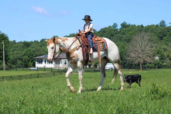 Florence, a 9-year-old Palomino Overo American Paint Horse mare for sale