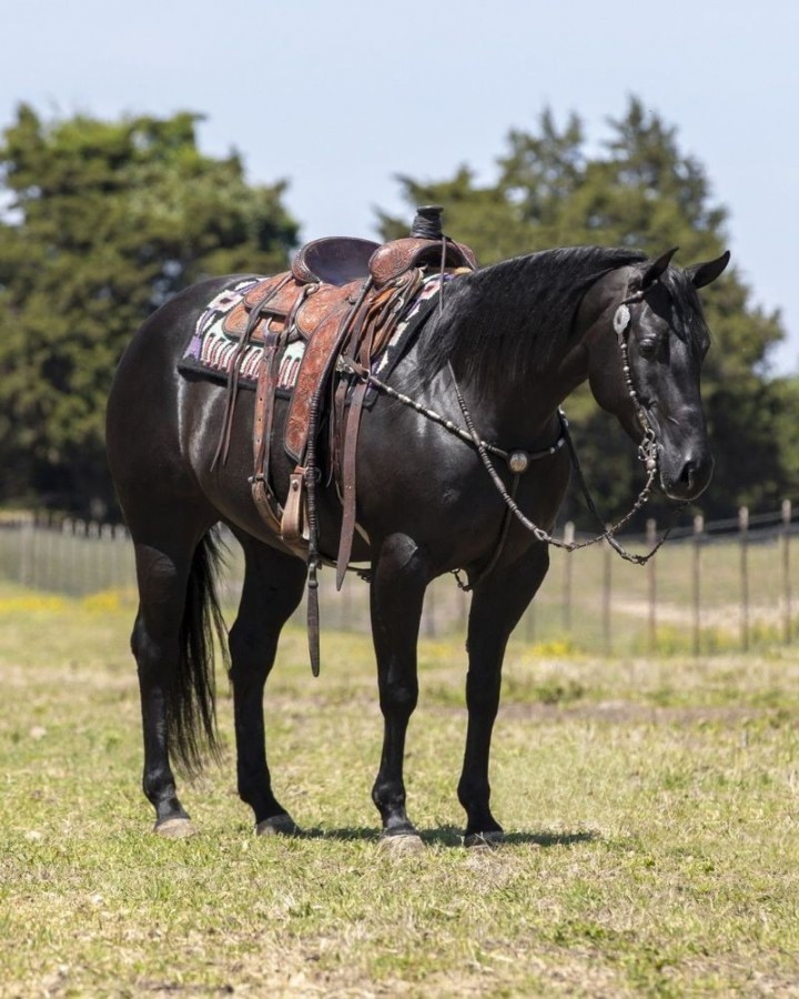 Missy, a 8-year-old Black American Quarter Horse mare for sale