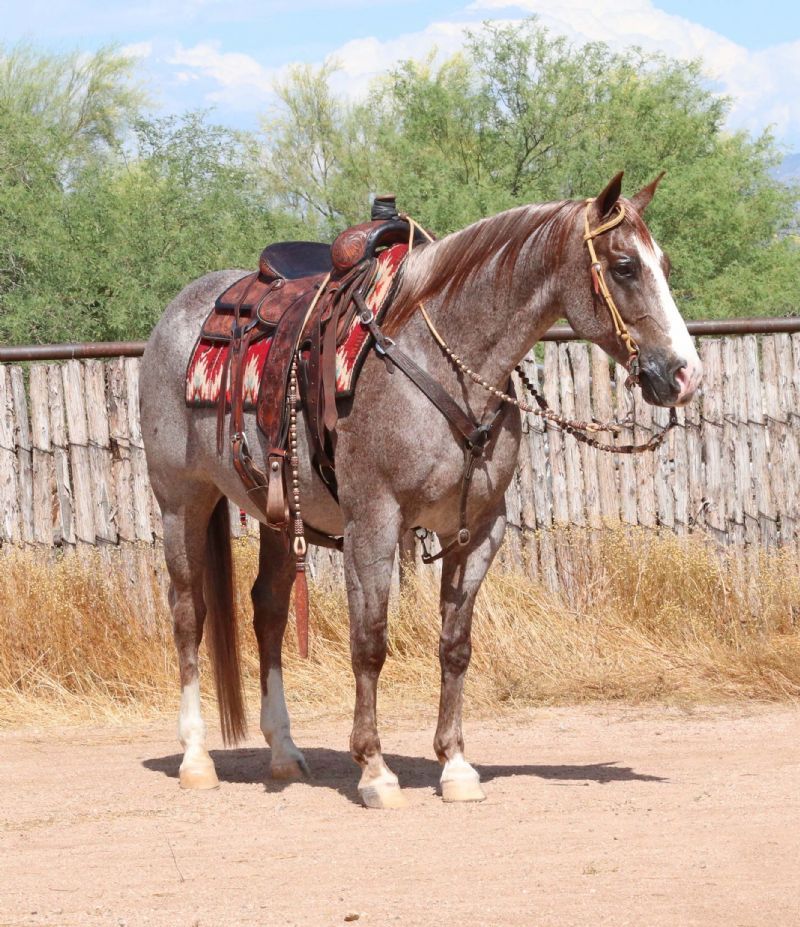 Ghost, a 10-year-old Red Roan American Quarter Horse gelding for sale