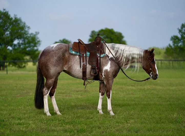 Queency, a 9-year-old Red Roan and White American Paint Horse mare for sale