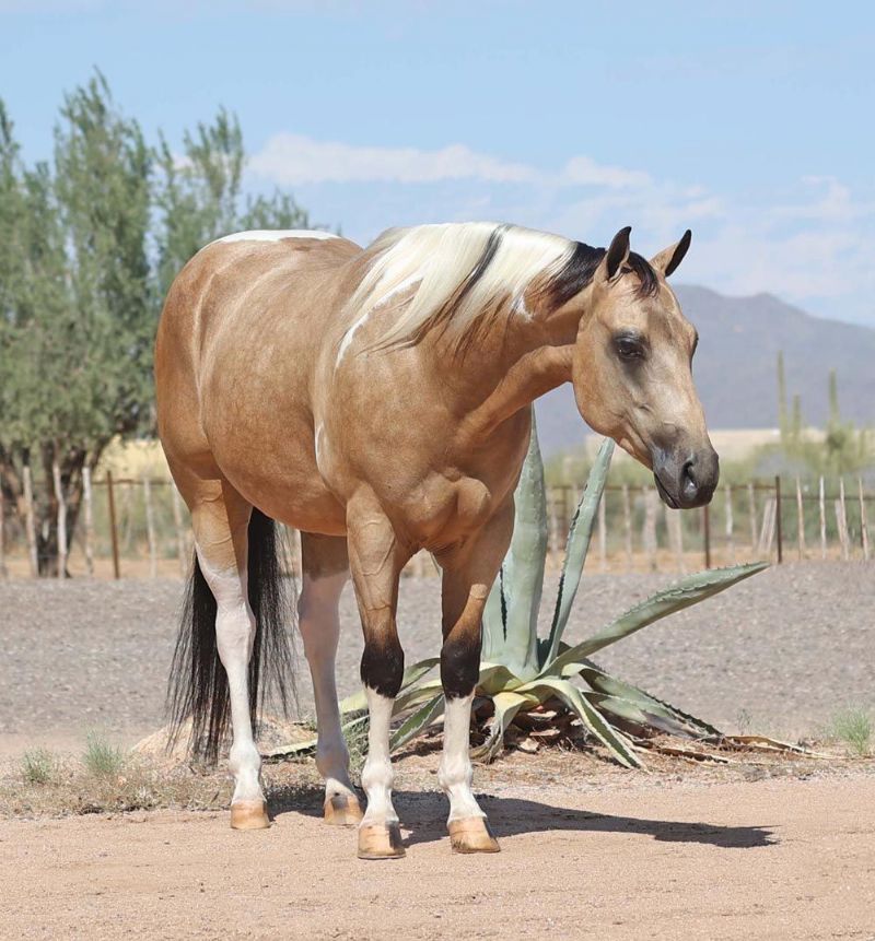 Casanova, a 8-year-old Buckskin Tobiano American Paint Horse gelding for sale