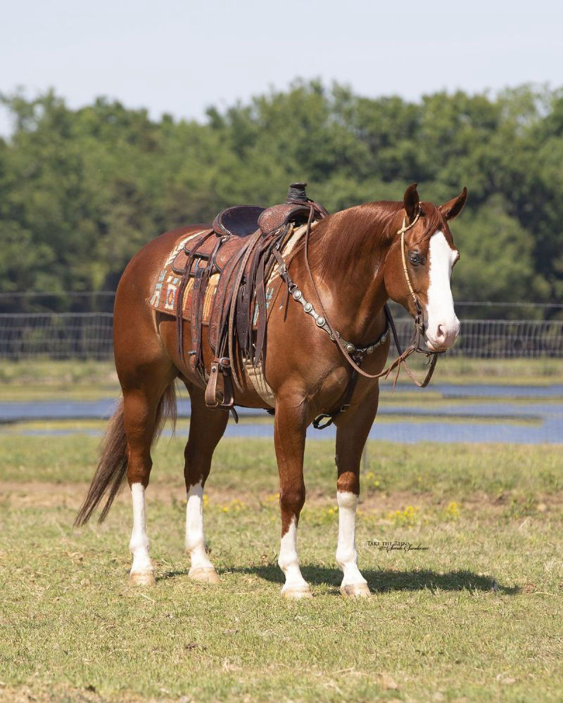 Dante, a 9-year-old Sorrel American Quarter Horse gelding for sale