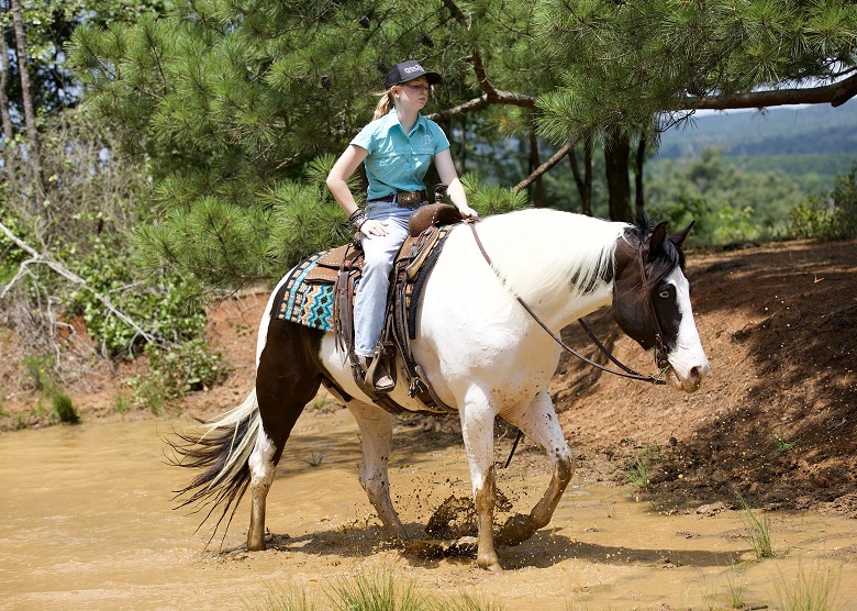 Samba King, a 10-year-old Tobiano American Paint Horse gelding for sale