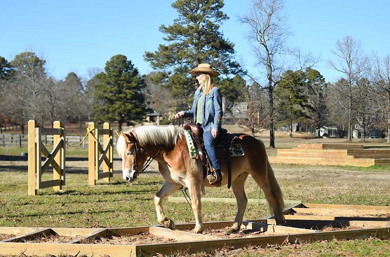 Soldier, a 9-year-old Chestnut Haflinger gelding for sale