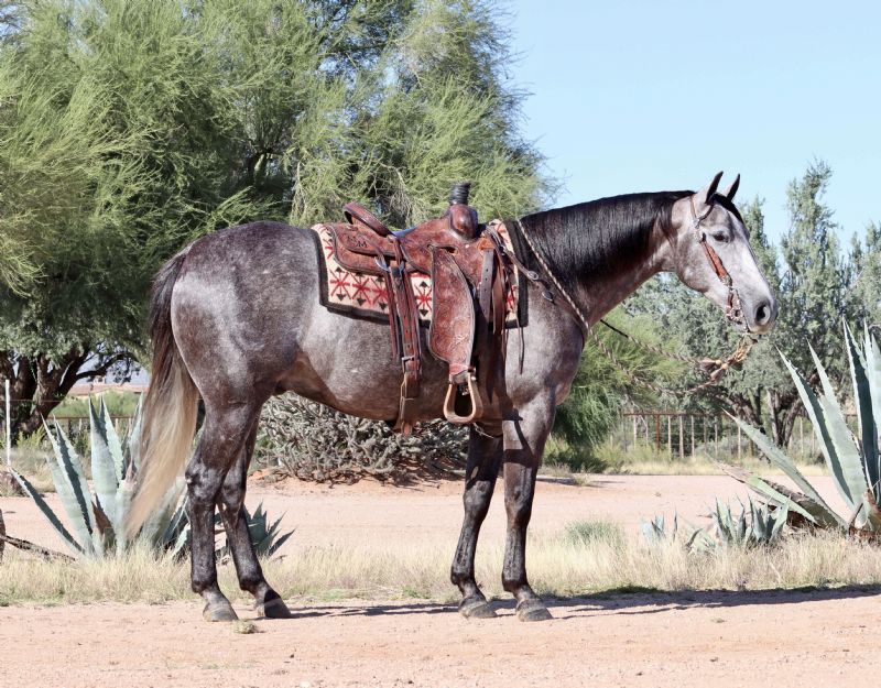 Mocha, a 9-year-old Gray American Quarter Horse gelding for sale