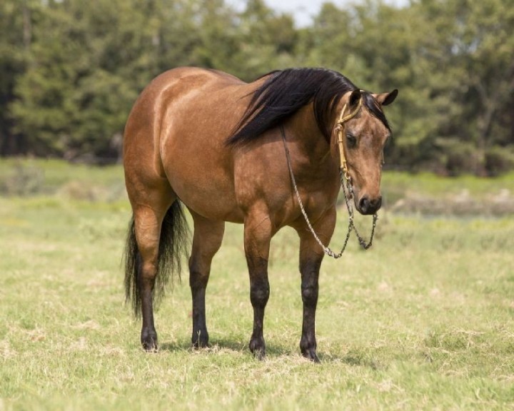 Cash, a 10-year-old Buckskin American Quarter Horse gelding for sale