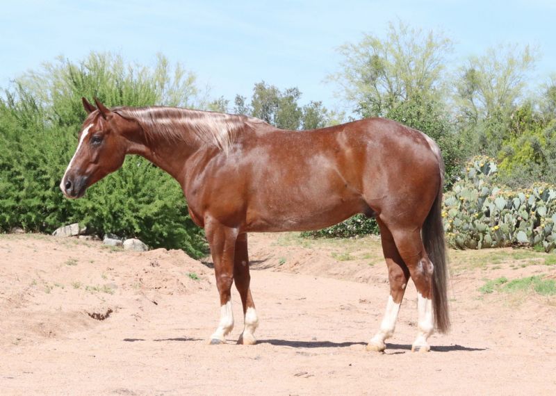 George, a 9-year-old Red Roan American Quarter Horse gelding for sale