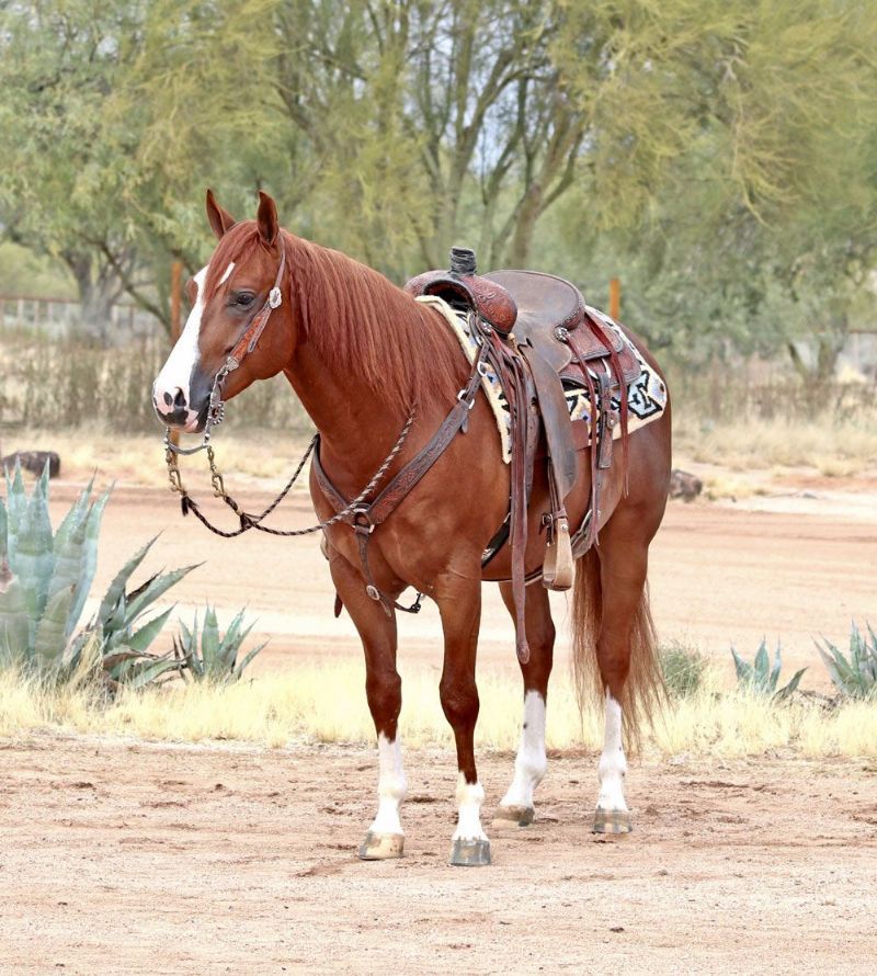 Shadow, a 8-year-old Sorrel American Quarter Horse gelding for sale
