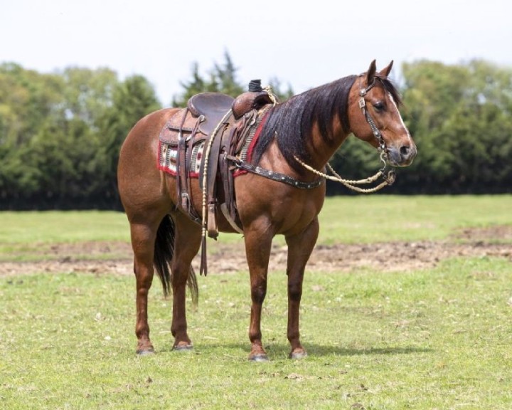 Bello, a 8-year-old Chestnut American Quarter Horse gelding for sale