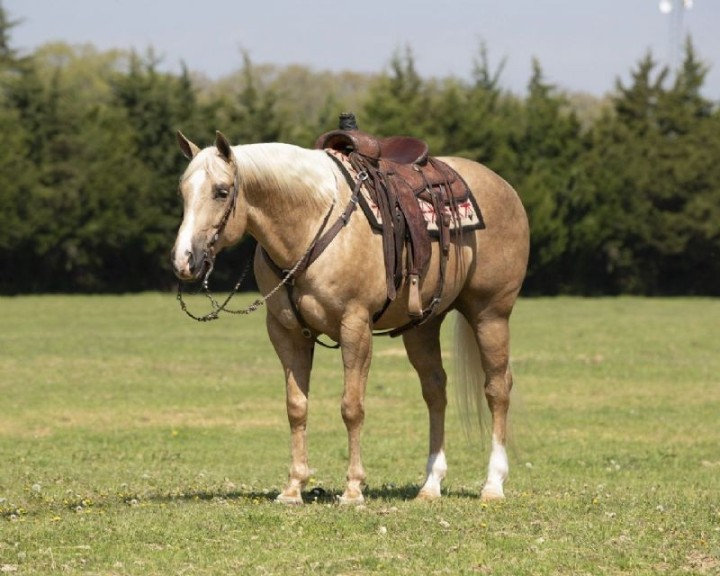 Dream, a 8-year-old Palomino American Quarter Horse gelding for sale