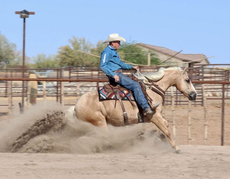 Gizmo, a 8-year-old Palomino American Quarter Horse gelding for sale