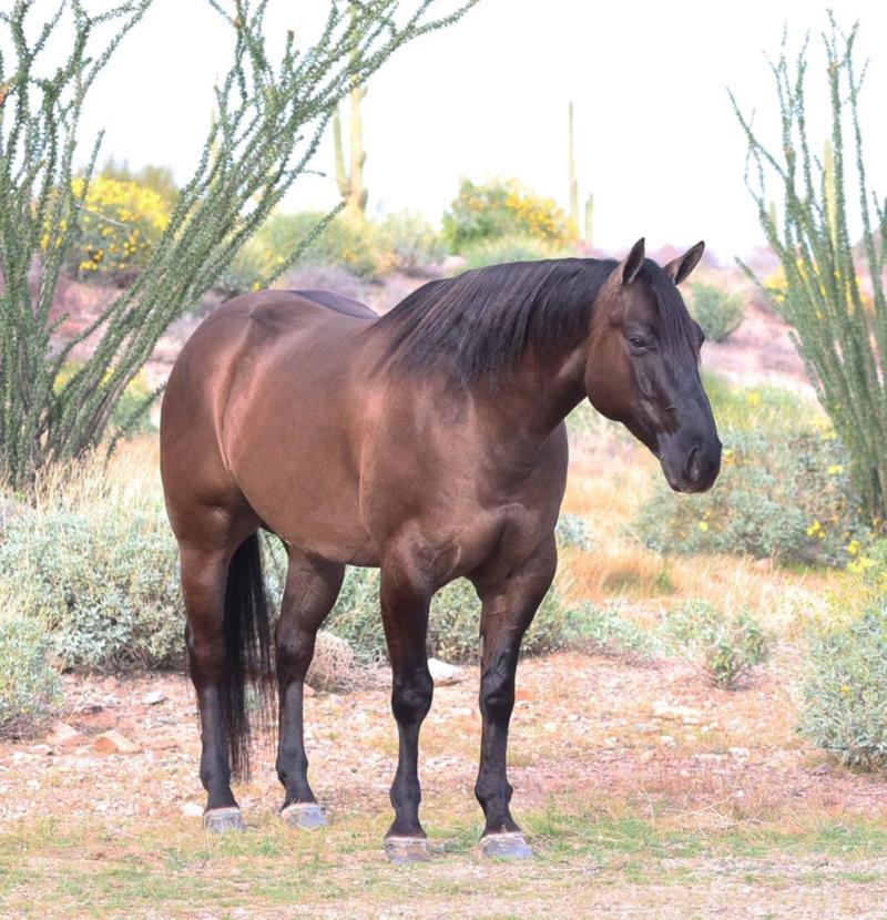 Bucky, a 8-year-old Grulla American Quarter Horse gelding for sale