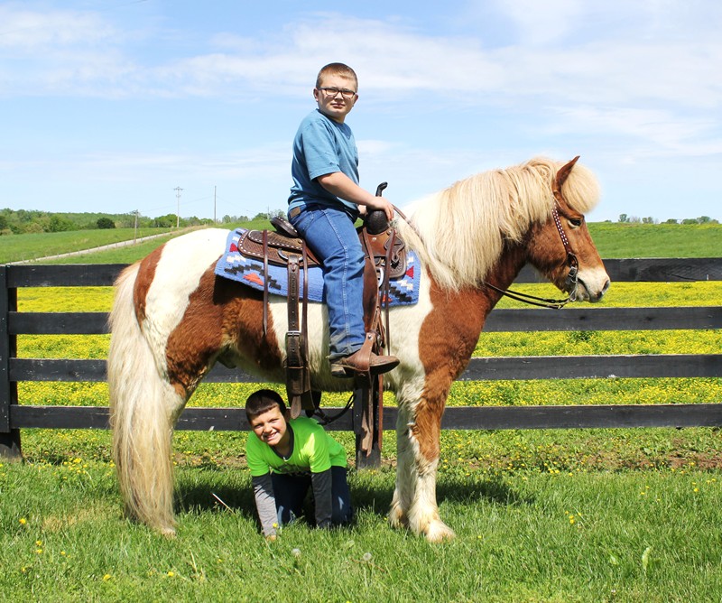 Schatzi, a 9-year-old Sorrel Tobiano Icelandic Horse gelding for sale