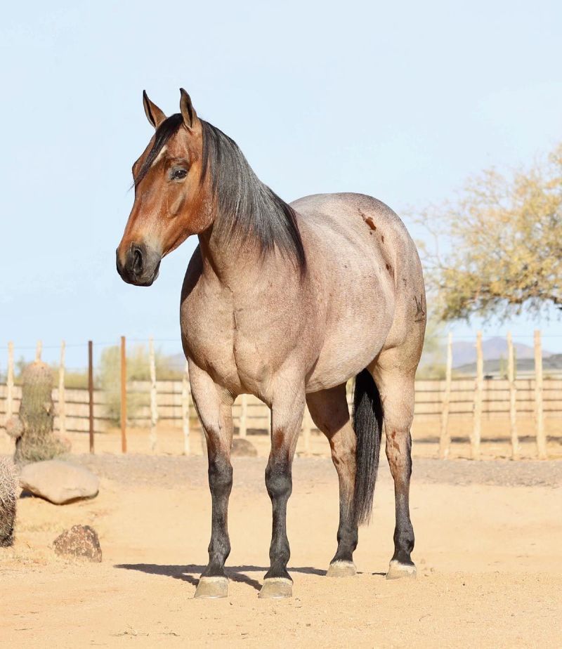 Star, a 8-year-old Bay Roan American Quarter Horse gelding for sale