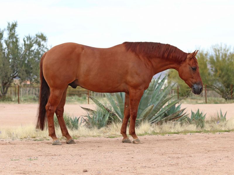 Tequila, a 9-year-old Red Dun American Quarter Horse gelding for sale