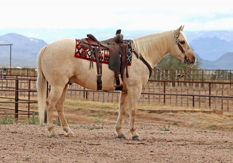 Rebel, a 8-year-old Palomino American Quarter Horse gelding for sale