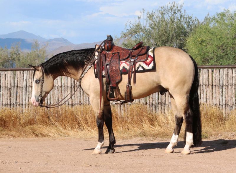 Broli, a 9-year-old Buckskin American Quarter Horse gelding for sale