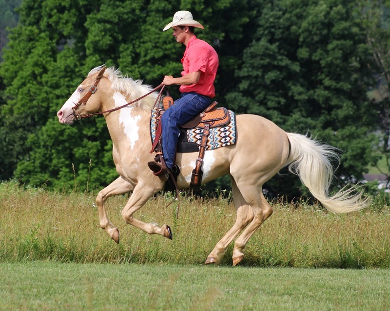 Kobby, a 8-year-old Palomino Overo American Paint Horse gelding for sale
