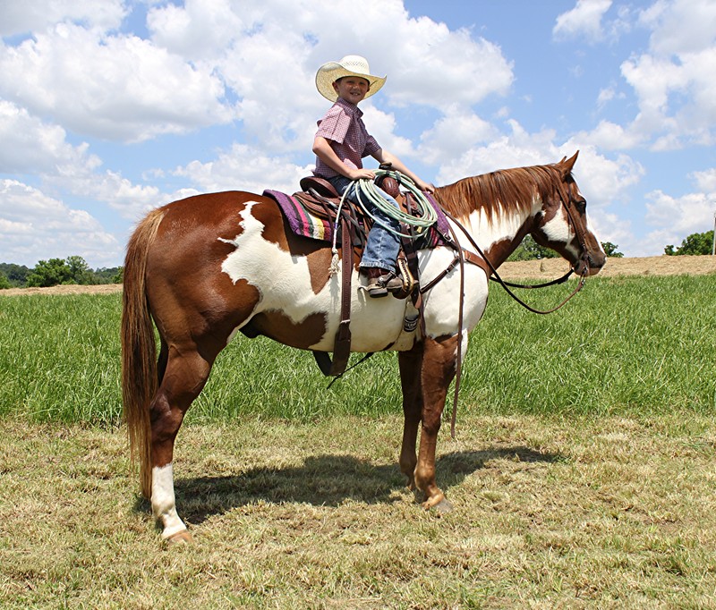 Bruce Lee, a 9-year-old Sorrel Overo American Paint Horse gelding for sale