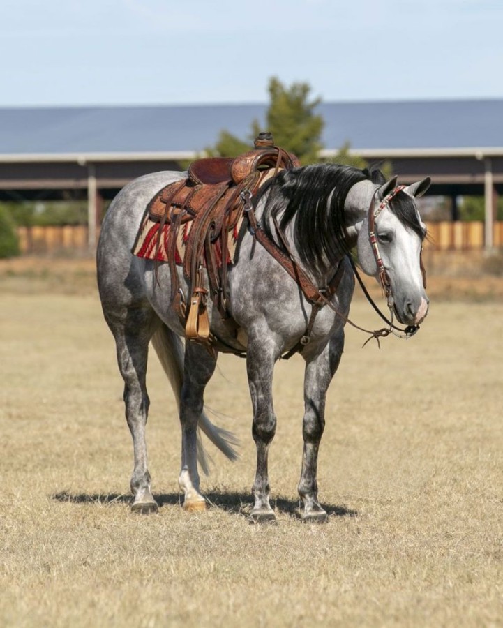Pirate, a 8-year-old Gray American Quarter Horse gelding for sale