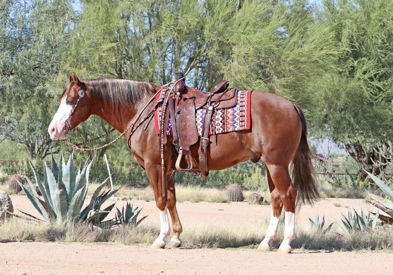 Mercedes, a 9-year-old Sorrel American Quarter Horse gelding for sale
