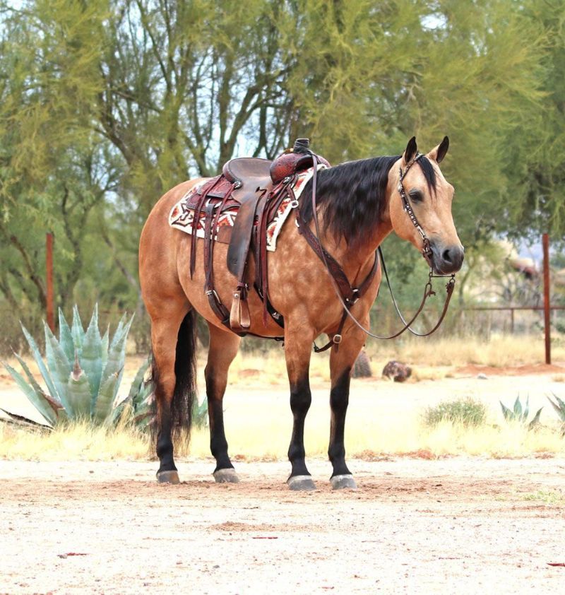 Sugar, a 7-year-old Buckskin American Quarter Horse mare for sale