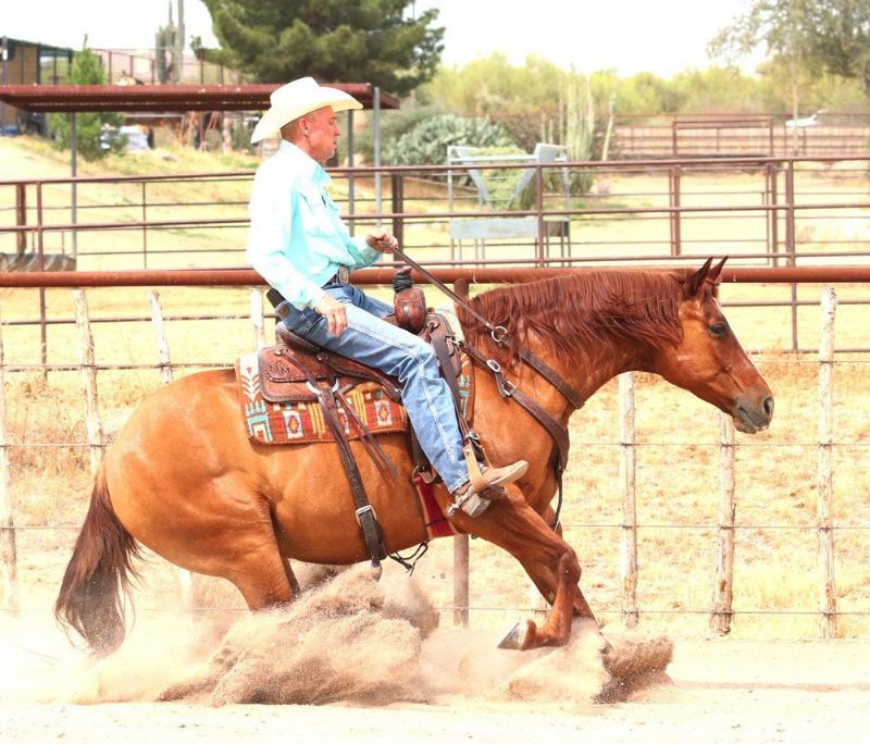 Stars, a 9-year-old Red Dun American Quarter Horse gelding for sale