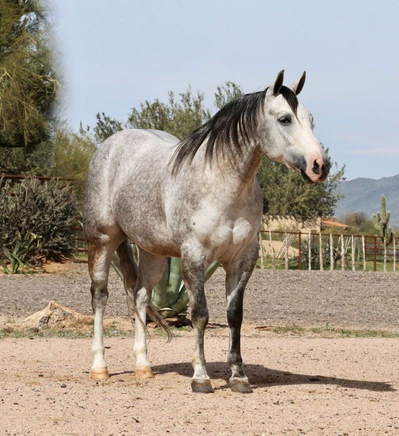 Ramos, a 9-year-old Gray American Quarter Horse gelding for sale