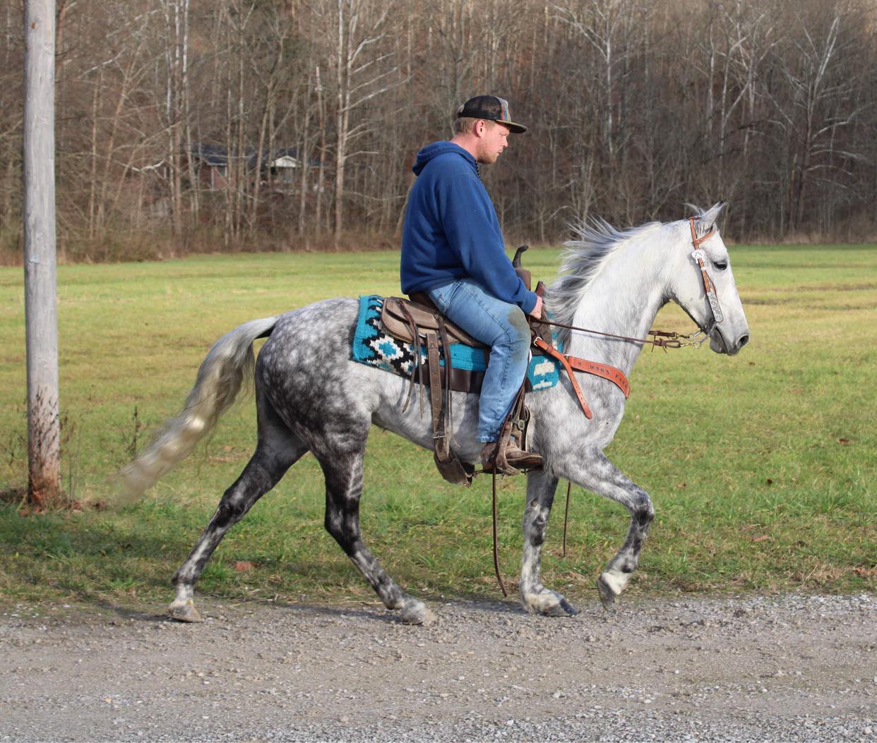 Hanna, a 8-year-old Grey Tennessee Walking Horse mare for sale