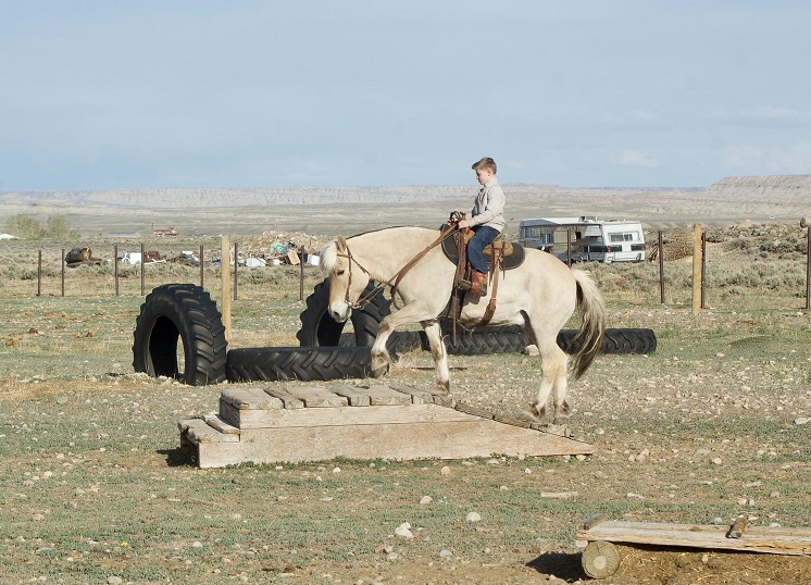Spot, a 10-year-old Dun Norwegian Fjord gelding for sale