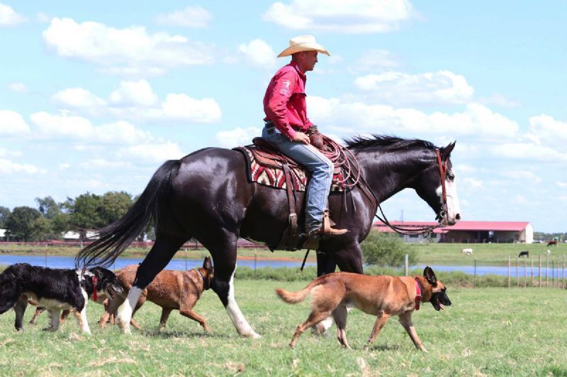 Magic, a 8-year-old Black American Quarter Horse gelding for sale
