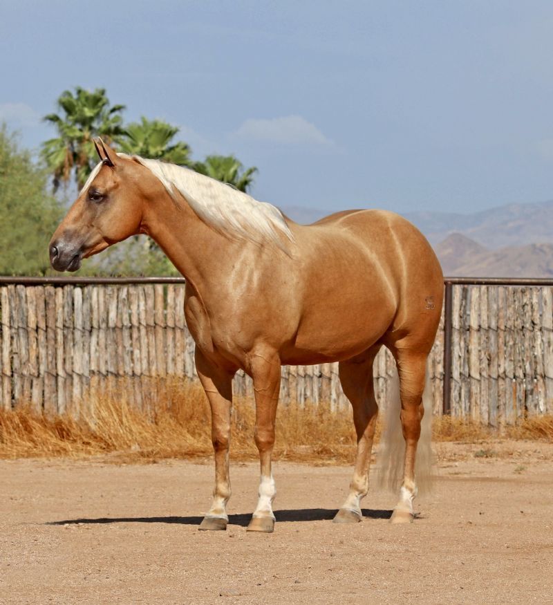Thunder, a 10-year-old Palomino American Quarter Horse gelding for sale