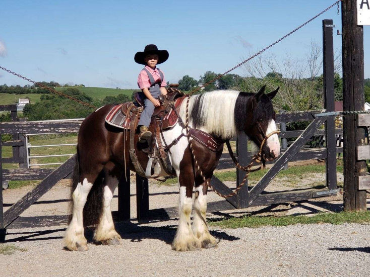 Colabo, a 9-year-old Black Overo Gypsy Vanner gelding for sale