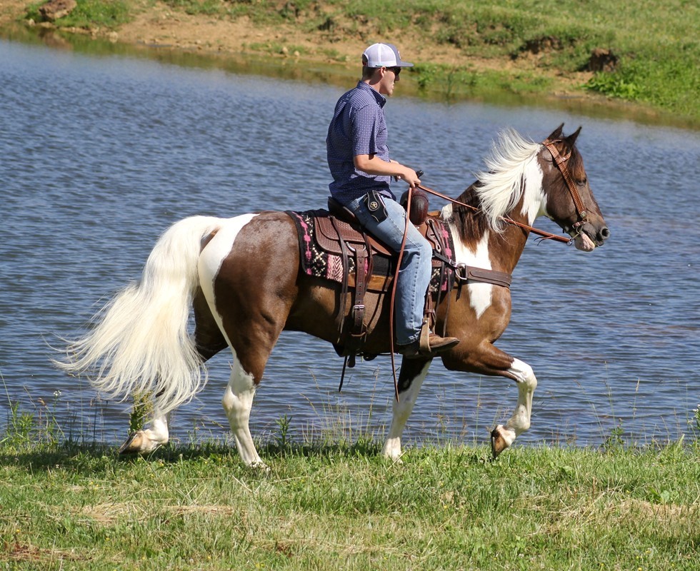 Cougar, a 8-year-old Chocolate Tobiano Tennessee Walking Horse gelding for sale