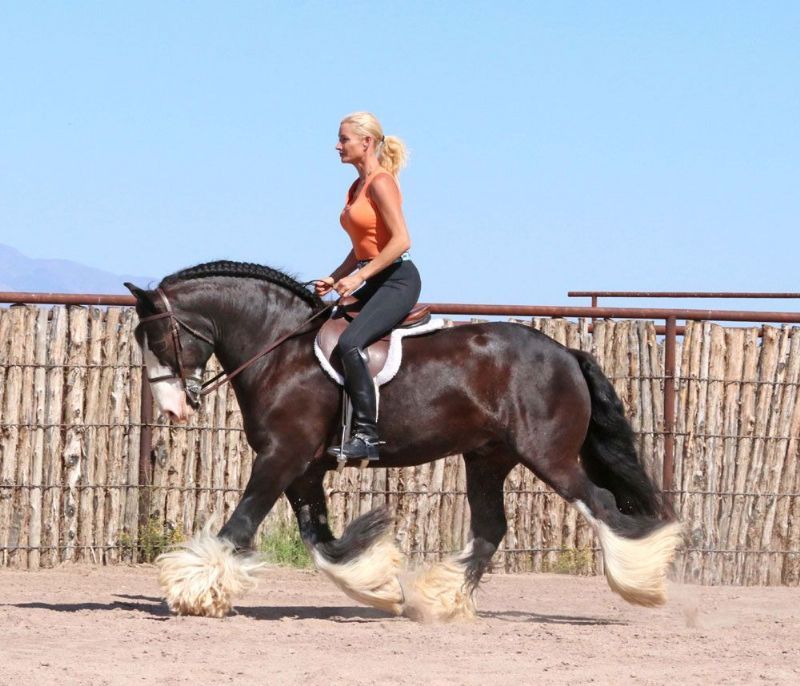 Mario, a 9-year-old Black Gypsy Vanner gelding for sale