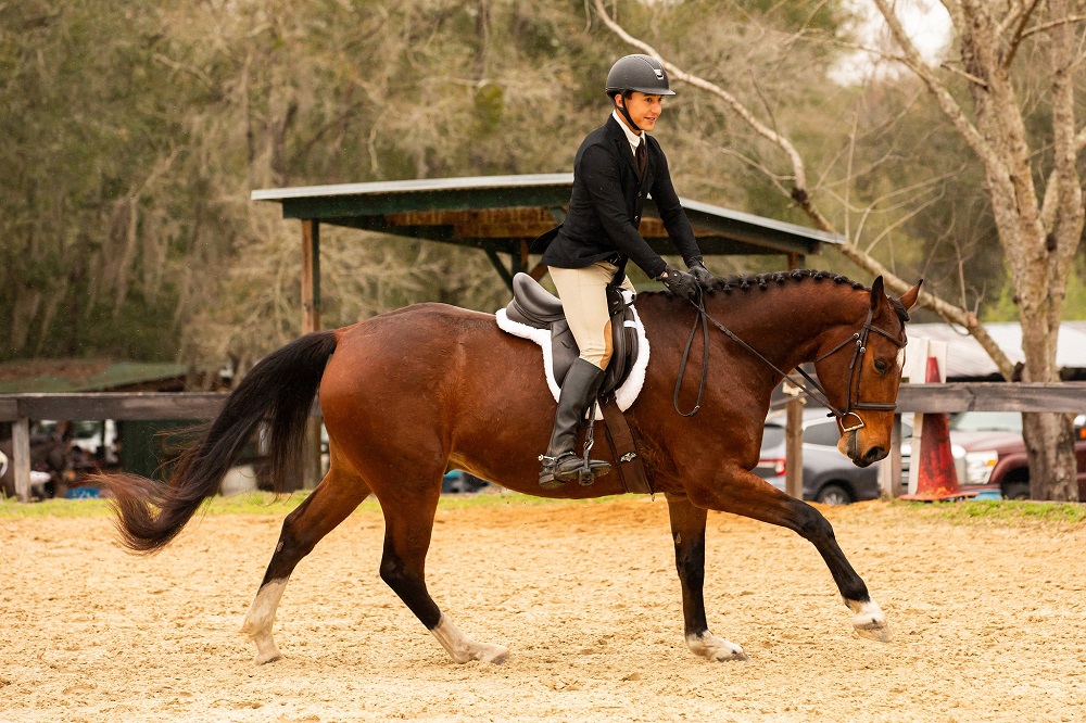 Cruz, a 9-year-old Bay Warmblood gelding for sale
