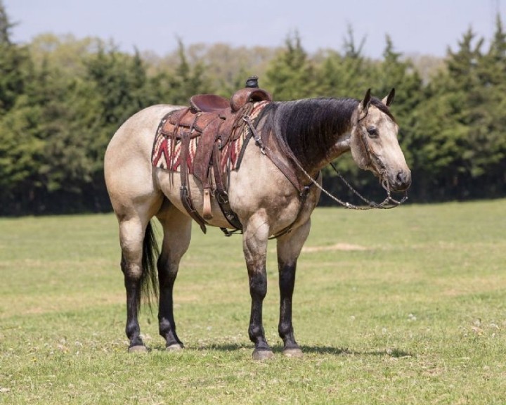 Buzz, a 8-year-old Buckskin American Quarter Horse gelding for sale