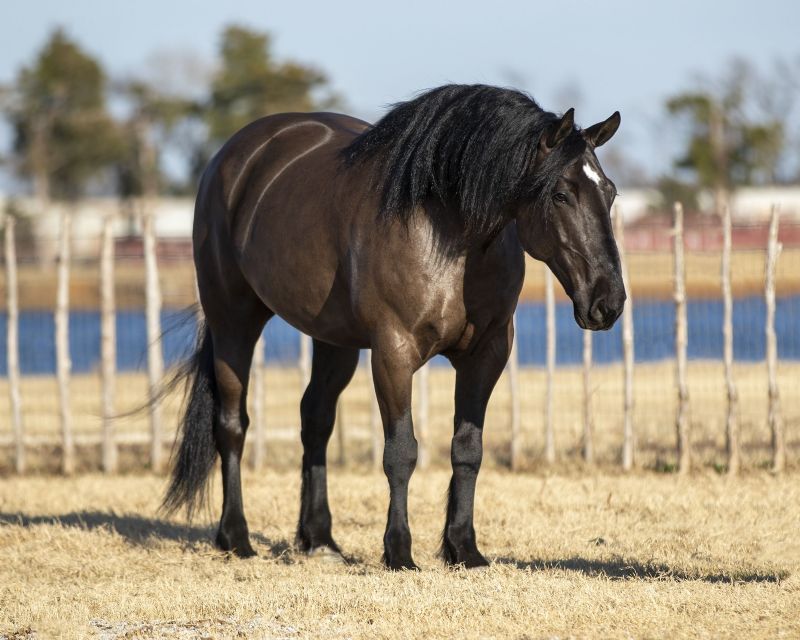 Rambo, a 10-year-old Black Draft Cross gelding for sale