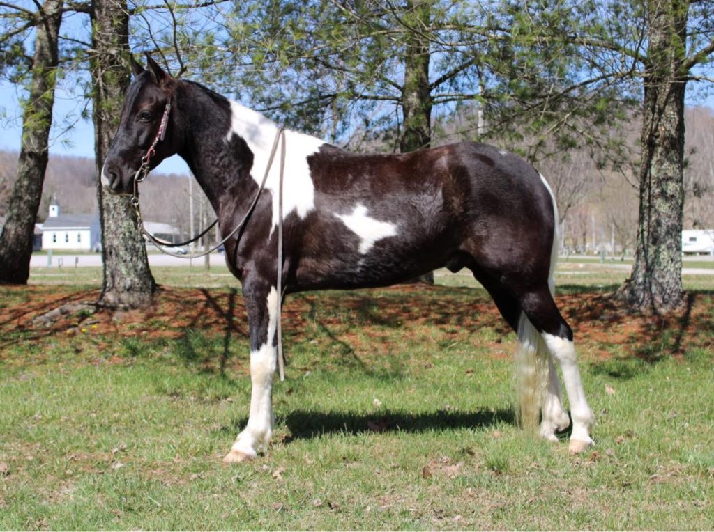 Blaze, a 10-year-old Black Tobiano Spotted Saddle Horse gelding for sale