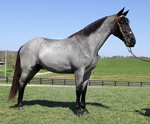 Blue, a 10-year-old True Blue Roan Tennessee Walking Horse gelding for sale