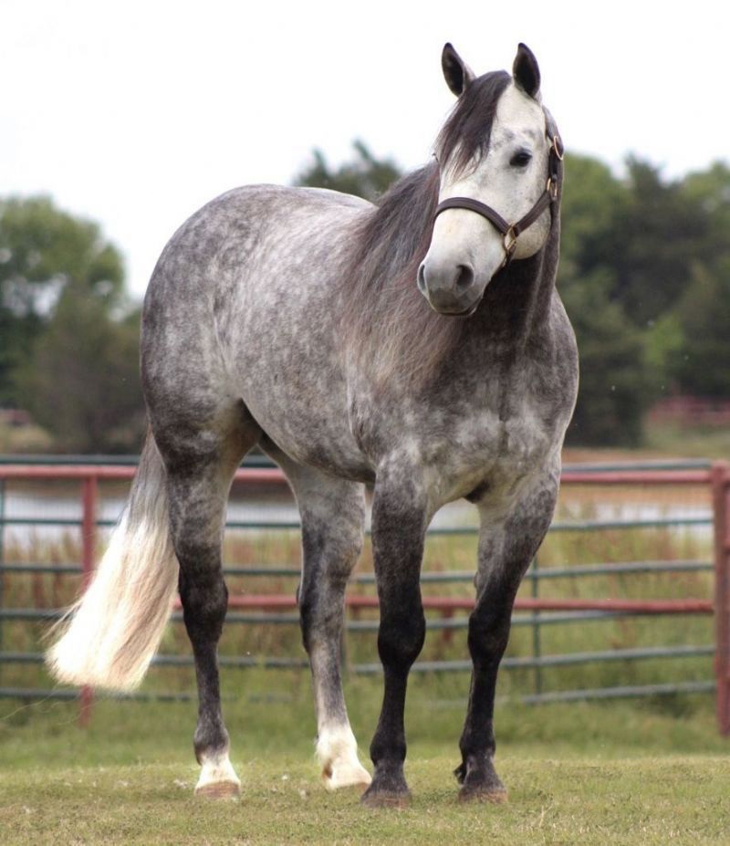 Olaf, a 8-year-old Gray American Quarter Horse gelding for sale