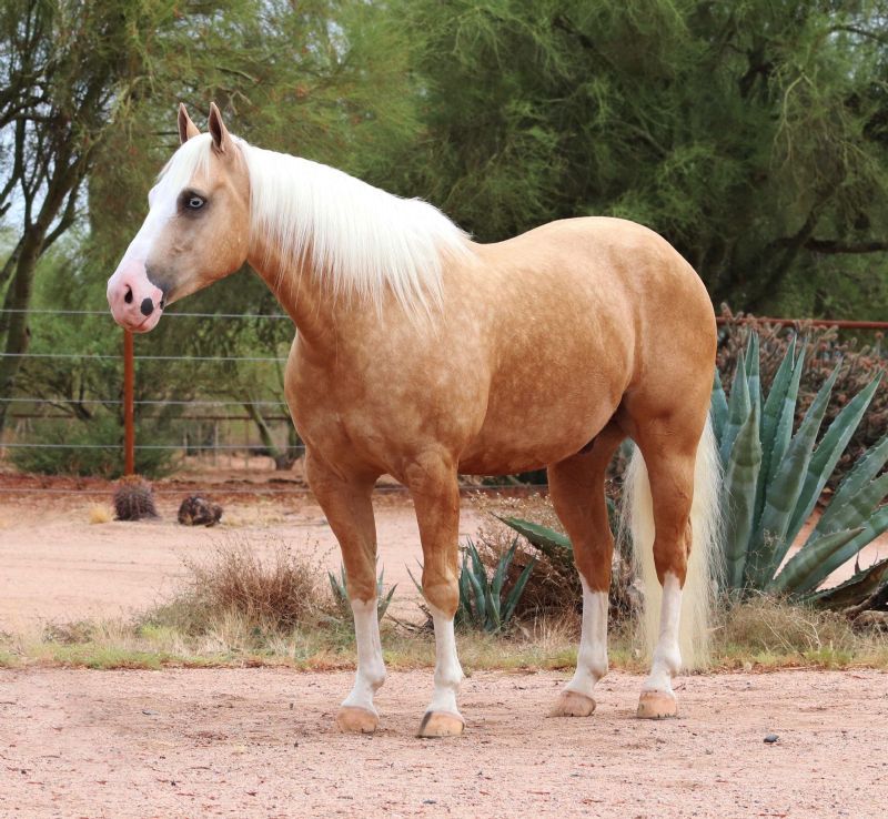Trooper, a 9-year-old Palomino American Quarter Horse gelding for sale
