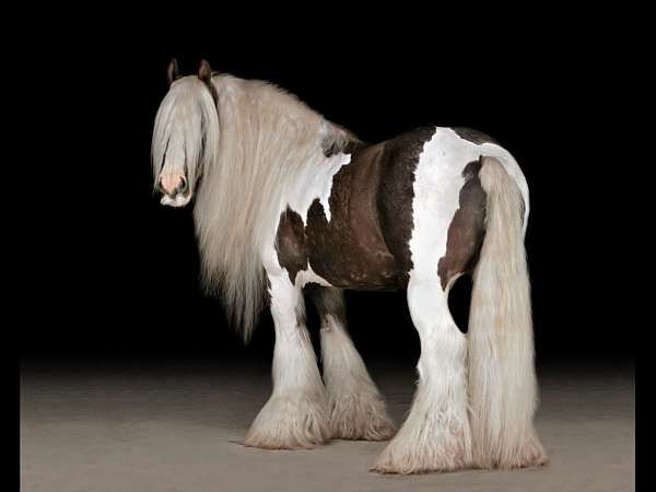 Fluffy, a 9-year-old Tobiano Gypsy Vanner gelding for sale