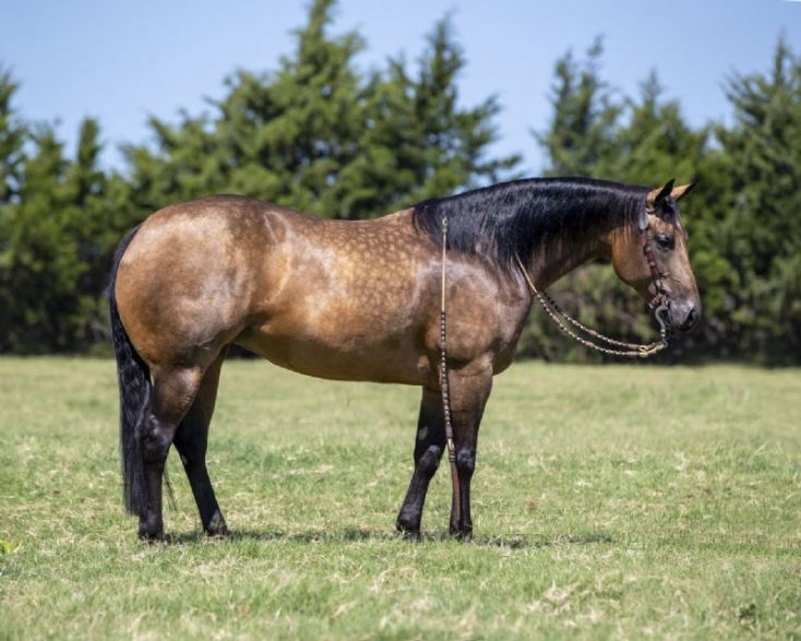 Sandy, a 7-year-old Buckskin American Quarter Horse mare for sale