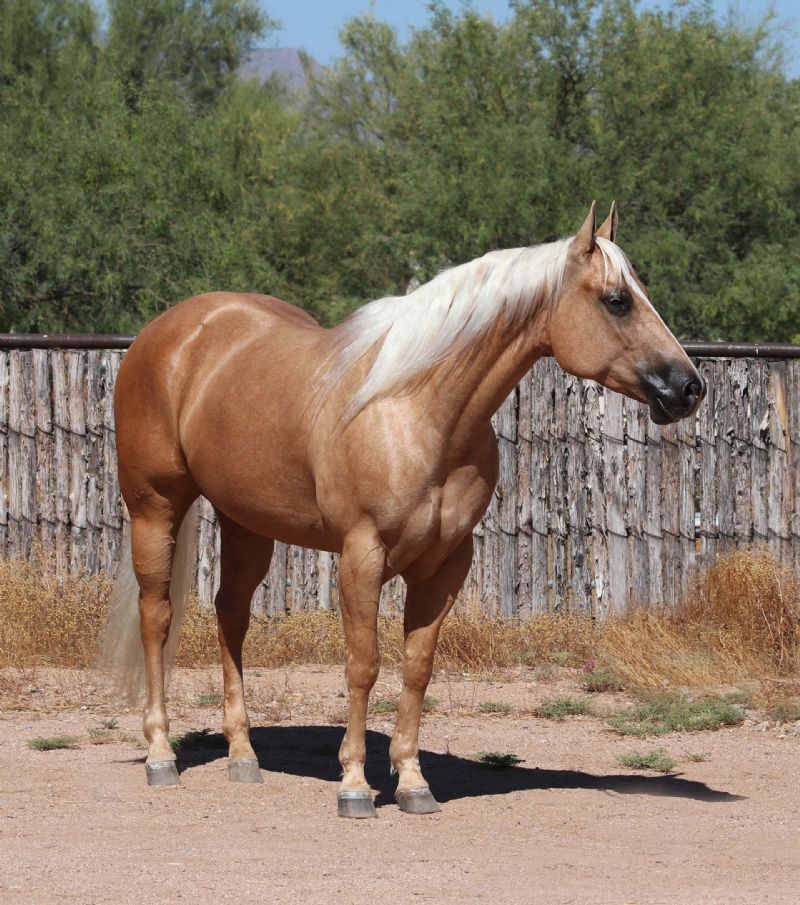 Mylene, a 8-year-old Palomino American Quarter Horse mare for sale