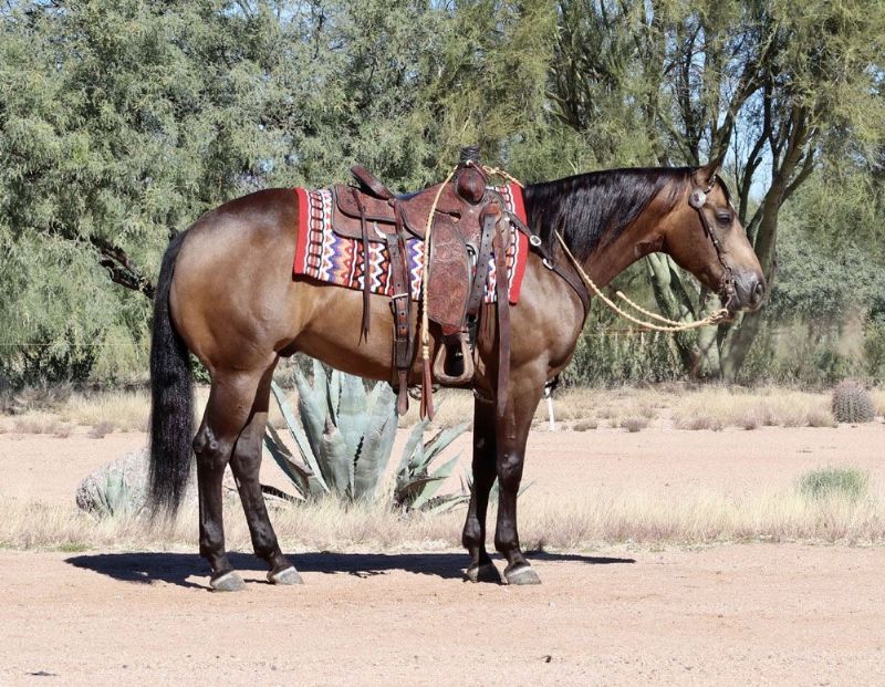 Rascal, a 9-year-old Buckskin American Quarter Horse gelding for sale