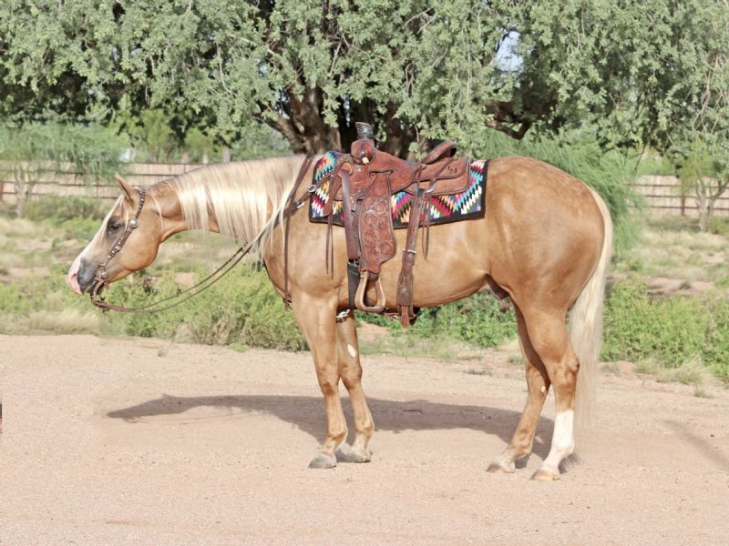Hunter, a 6-year-old Palomino American Quarter Horse gelding for sale